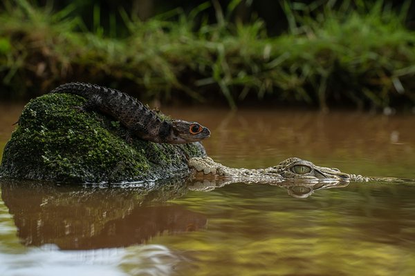 What's the Best Way to Introduce a Rescue Dog to a Resident Cat?